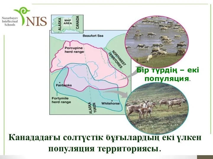 Канададағы солтүстік бұғылардың екі үлкен популяция территориясы. Бір түрдің – екі популяция.