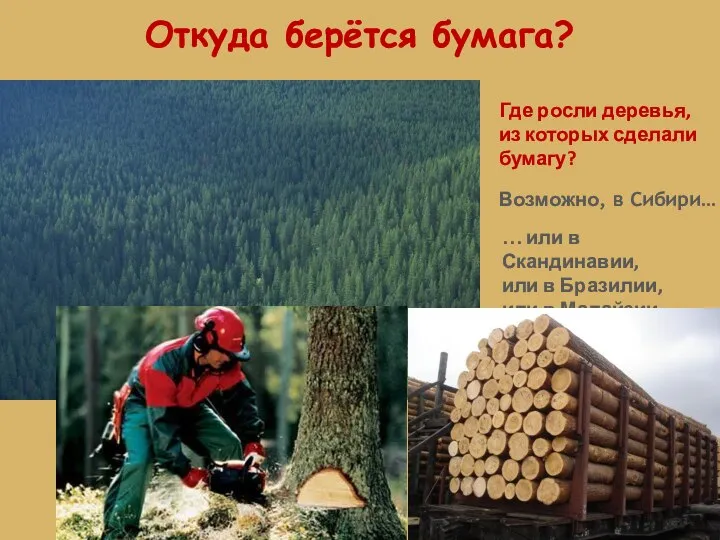 Где росли деревья, из которых сделали бумагу? Возможно, в Сибири… …