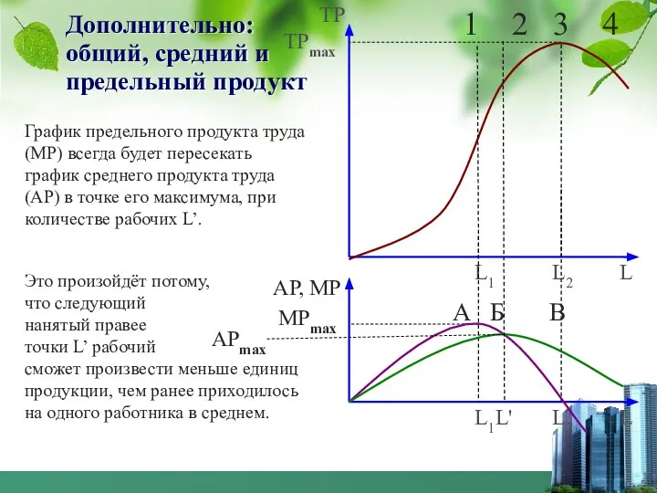 Дополнительно: общий, средний и предельный продукт График предельного продукта труда (MP)