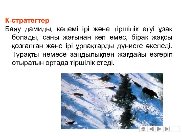 К-стратегтер Баяу дамиды, көлемі ірі және тіршілік етуі ұзақ болады, саны