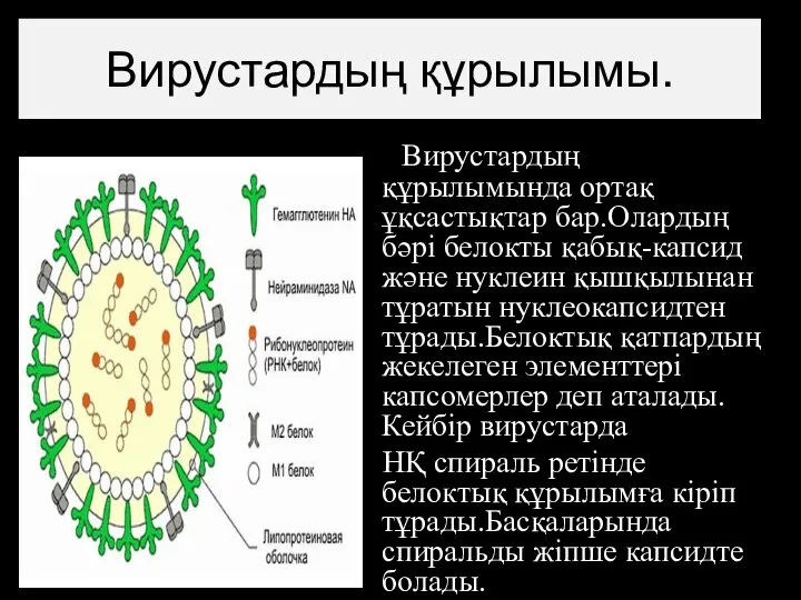 Вирустардың құрылымында ортақ ұқсастықтар бар.Олардың бәрі белокты қабық-капсид және нуклеин қышқылынан