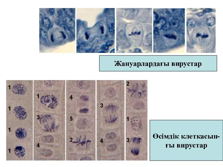 Жануарлардағы вирустар Өсімдік клеткасын- ғы вирустар