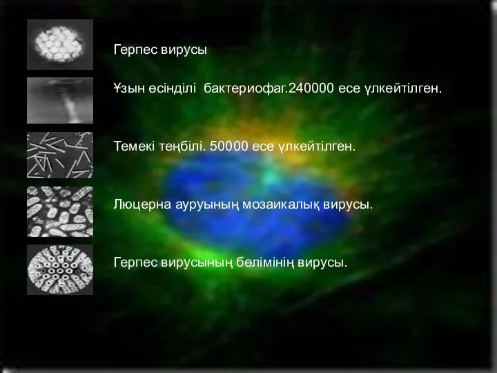 Герпес вирусы Ұзын өсінділі бактериофаг.240000 есе үлкейтілген. Темекі теңбілі. 50000 есе