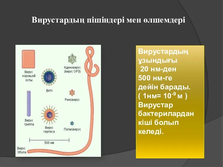 Вирустардың пішіндері мен өлшемдері Вирустардың ұзындығы 20 нм-ден 500 нм-ге дейін