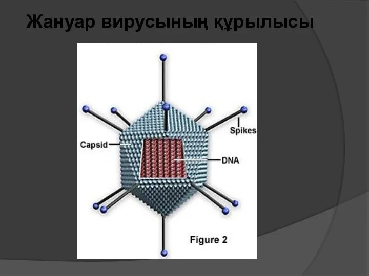 Жануар вирусының құрылысы