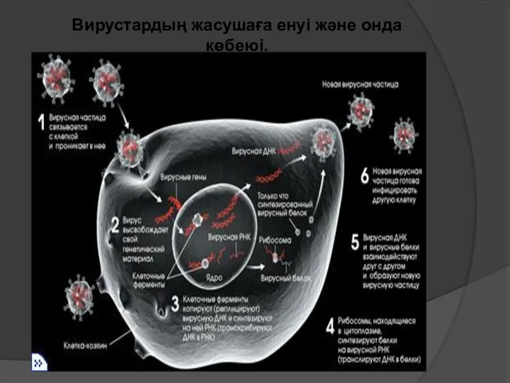 Вирустардың жасушаға енуі және онда көбеюі.