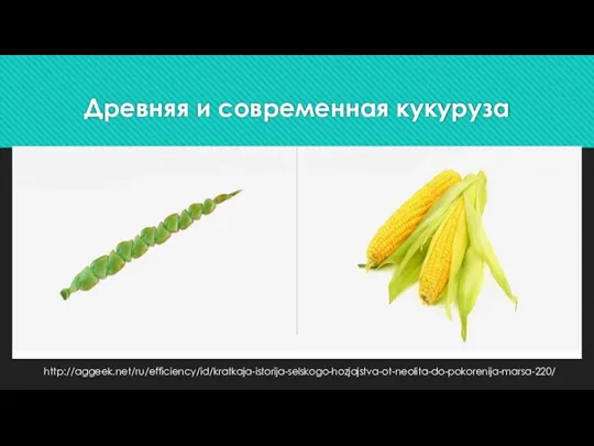 Древняя и современная кукуруза http://aggeek.net/ru/efficiency/id/kratkaja-istorija-selskogo-hozjajstva-ot-neolita-do-pokorenija-marsa-220/