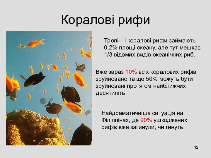 Коралові рифи Тропічні коралові рифи займають 0,2% площі океану, але тут