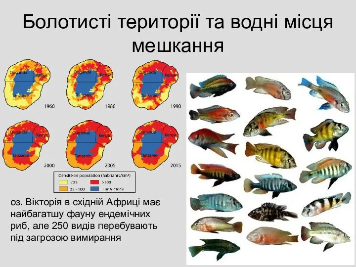 Болотисті території та водні місця мешкання оз. Вікторія в східній Африці