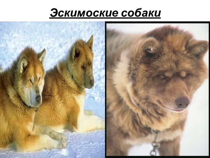 Эскимоские собаки