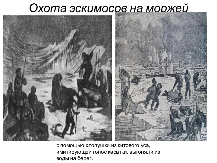 Охота эскимосов на моржей с помощью хлопушки из китового уса, имитирующей