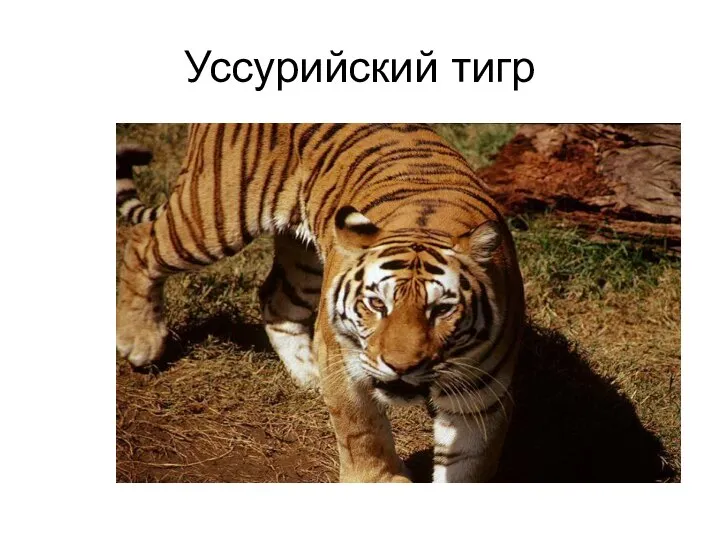 Уссурийский тигр