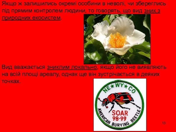 Якщо ж залишились окремі особини в неволі, чи збереглись під прямим