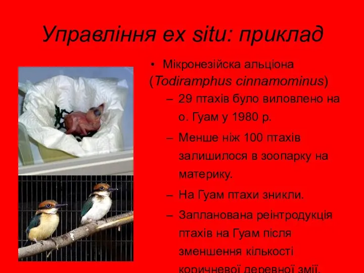 Управління еx situ: приклад Мікронезійска альціона (Todiramphus cinnamominus) 29 птахів було