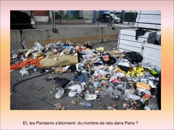 Et, les Parisiens s’étonnent du nombre de rats dans Paris ?