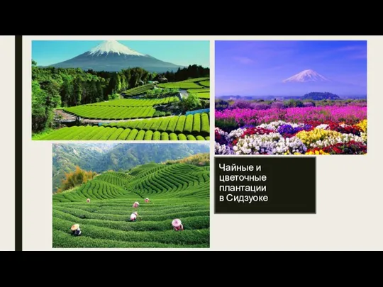 Чайные и цветочные плантации в Сидзуоке