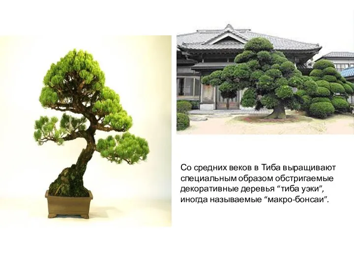 Со средних веков в Тиба выращивают специальным образом обстригаемые декоративные деревья “тиба уэки”, иногда называемые “макро-бонсаи”.