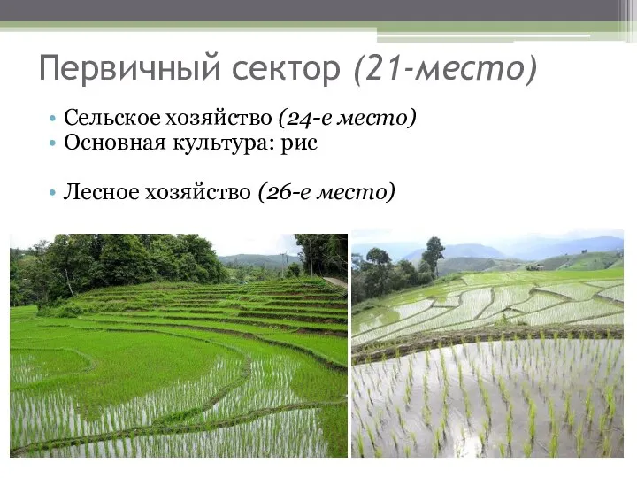 Первичный сектор (21-место) Сельское хозяйство (24-е место) Основная культура: рис Лесное хозяйство (26-е место)
