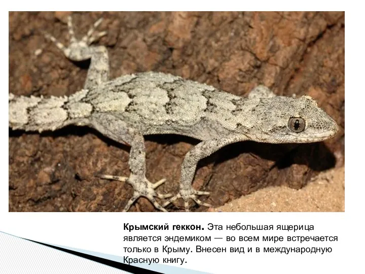 Крымский геккон. Эта небольшая ящерица является эндемиком — во всем мире
