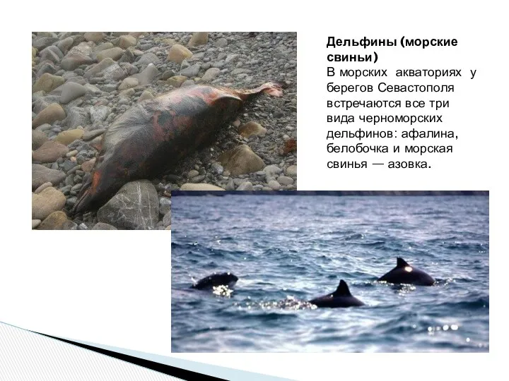Дельфины (морские свиньи) В морских акваториях у берегов Севастополя встречаются все