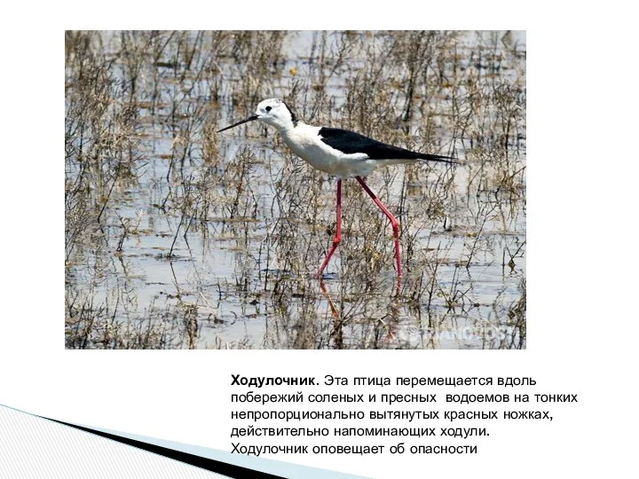 Ходулочник. Эта птица перемещается вдоль побережий соленых и пресных водоемов на