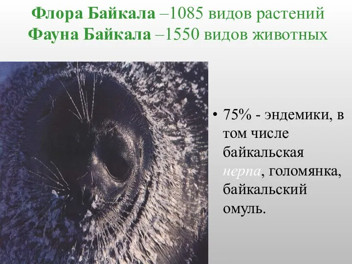 Флора Байкала –1085 видов растений Фауна Байкала –1550 видов животных 75%