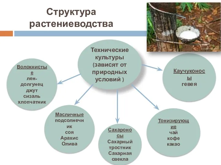 Структура растениеводства Технические культуры (зависят от природных условий ) Волокнистые лен-долгунец