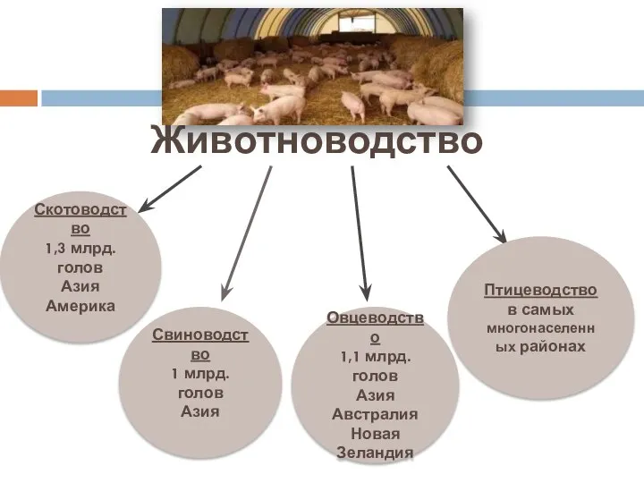 Животноводство Скотоводство 1,3 млрд.голов Азия Америка Свиноводство 1 млрд. голов Азия