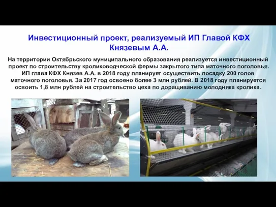 На территории Октябрьского муниципального образования реализуется инвестиционный проект по строительству кролиководческой