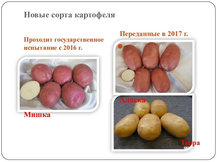 Новые сорта картофеля Проходит государственное испытание с 2016 г. Переданные в 2017 г. Мишка Аляска Терра