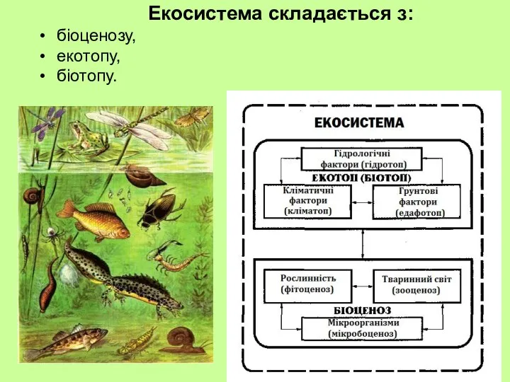 Екосистема складається з: біоценозу, екотопу, біотопу.