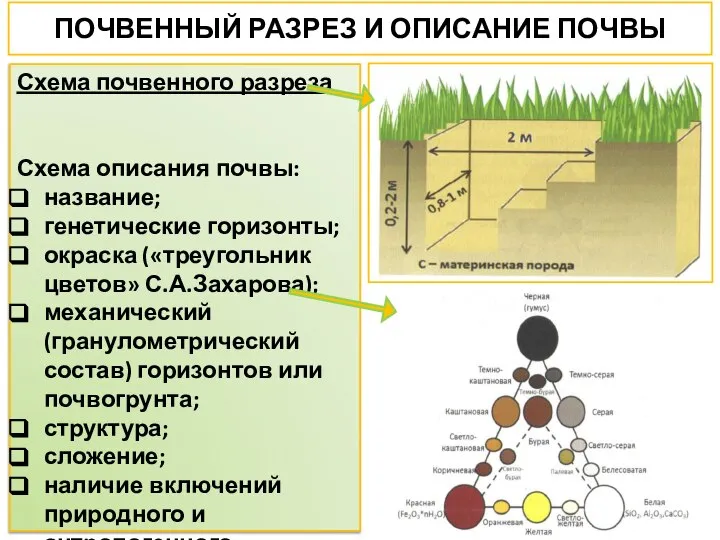 ПОЧВЕННЫЙ РАЗРЕЗ И ОПИСАНИЕ ПОЧВЫ Схема почвенного разреза Схема описания почвы: