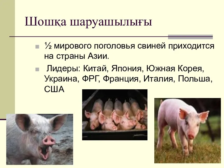 Шошқа шаруашылығы ½ мирового поголовья свиней приходится на страны Азии. Лидеры: