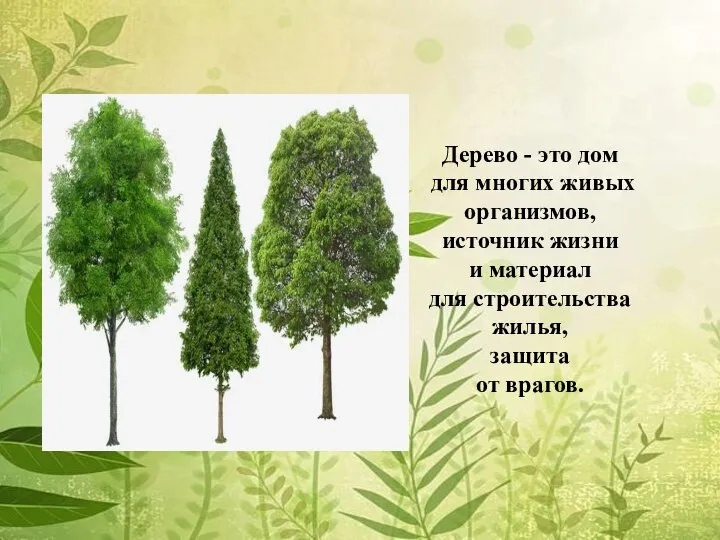 Дерево - это дом для многих живых организмов, источник жизни и