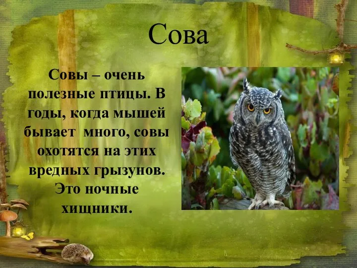 Сова Совы – очень полезные птицы. В годы, когда мышей бывает