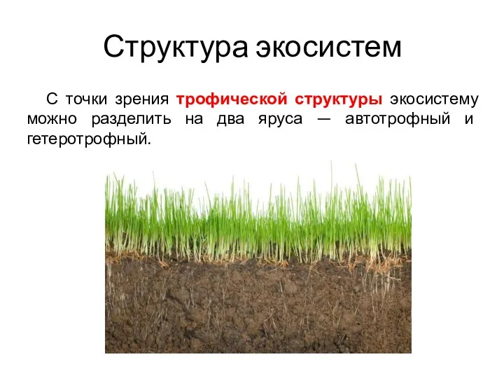 Структура экосистем С точки зрения трофической структуры экосистему можно разделить на