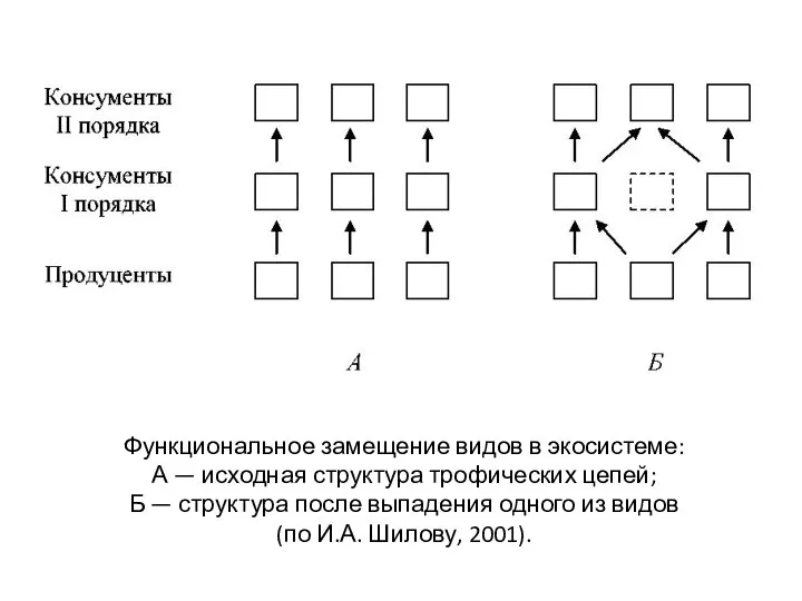 Функциональное замещение видов в экосистеме: А — исходная структура трофических цепей;