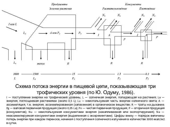 Схема потока энергии в пищевой цепи, показывающая три трофических уровня (по
