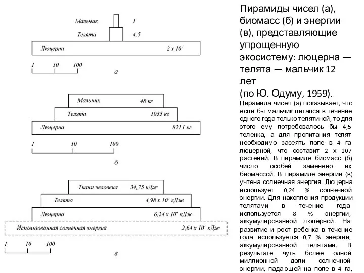 Пирамиды чисел (а), биомасс (б) и энергии (в), представляющие упрощенную экосистему: