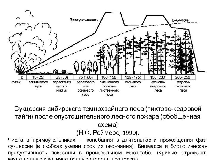 Сукцессия сибирского темнохвойного леса (пихтово-кедровой тайги) после опустошительного лесного пожара (обобщенная