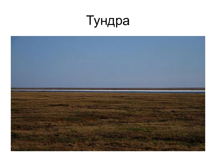 Тундра