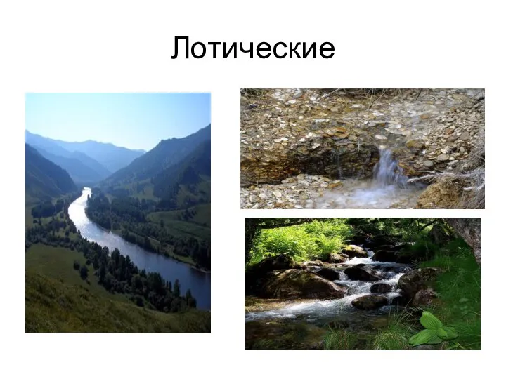 Лотические