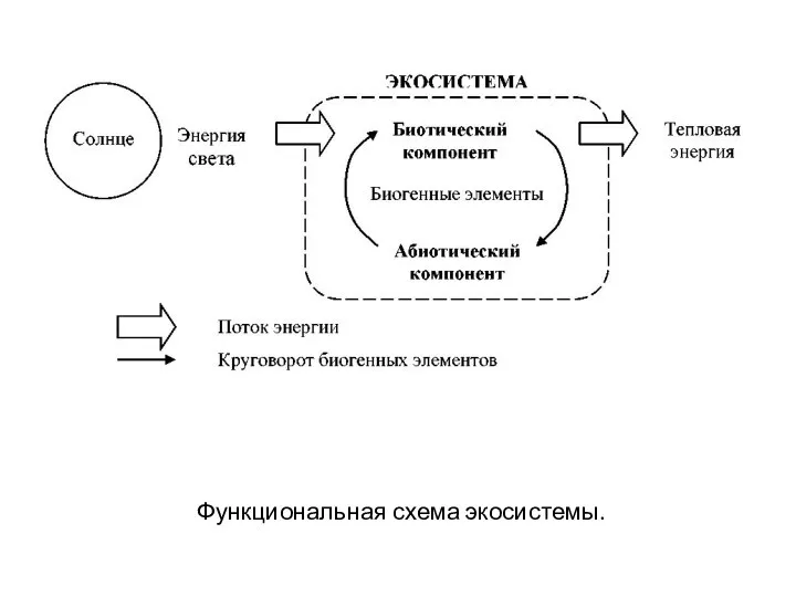 Функциональная схема экосистемы.