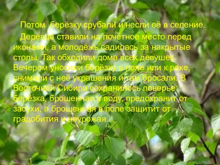 Потом берёзку срубали и несли её в селение. Деревце ставили на