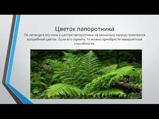 Цветок папоротника По легенде в эту ночь в центре папоротника на