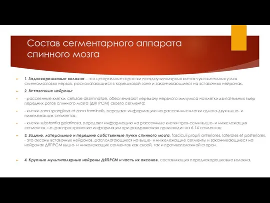 Состав сегментарного аппарата спинного мозга 1. Заднекорешковые волокна – это центральные