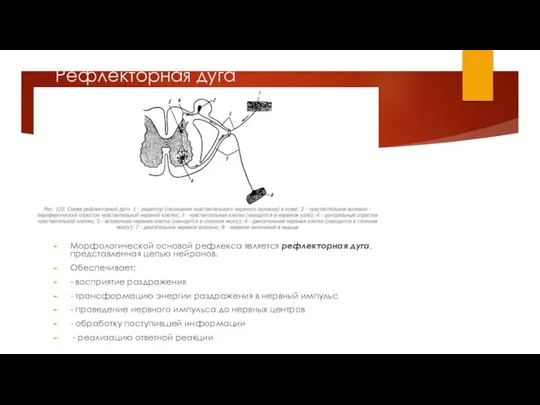 Рефлекторная дуга Морфологической основой рефлекса является рефлекторная дуга, представленная цепью нейронов.