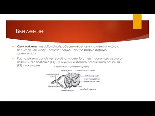 Введение Спинной мозг, medulla spinalis, обеспечивает связи головного мозга с периферией