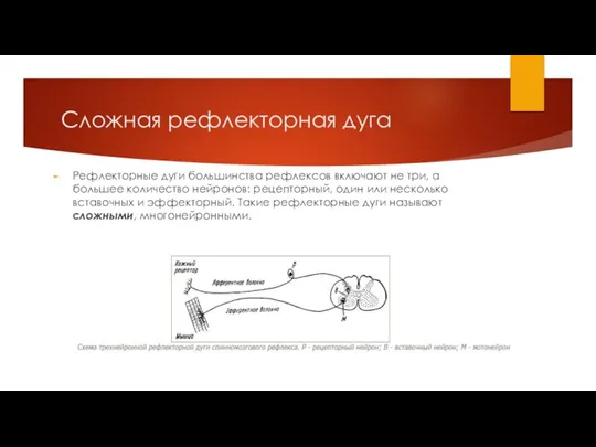 Сложная рефлекторная дуга Рефлекторные дуги большинства рефлексов включают не три, а