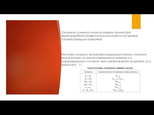 Сегменты спинного мозга в первом триместре внутриутробного развития располагаются на уровне